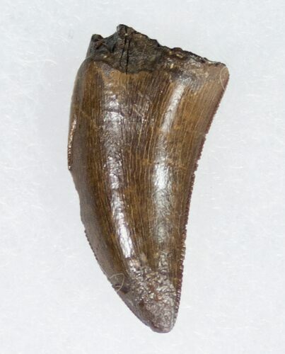 Nanotyrannus Tooth From South Dakota #11910